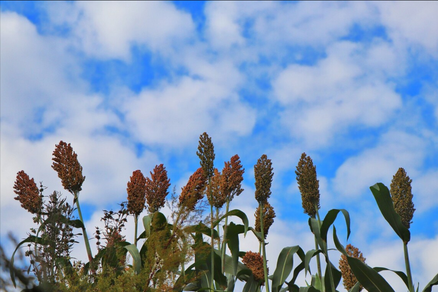 和洋酒相比,为何说白酒是“粮食精”?